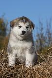 ALASKAN MALAMUTE 538